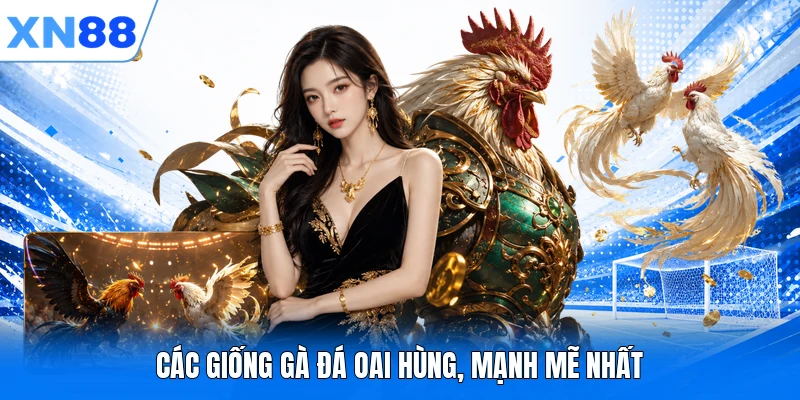 cac giong ga da oai hung manh me nhat Các giống gà đá oai hùng, mạnh mẽ nhất