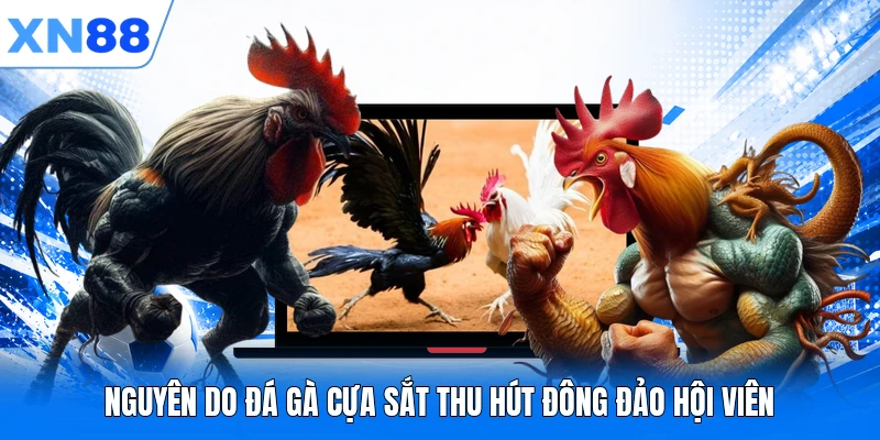 Nguyên do đá gà cựa sắt thu hút đông đảo hội viên