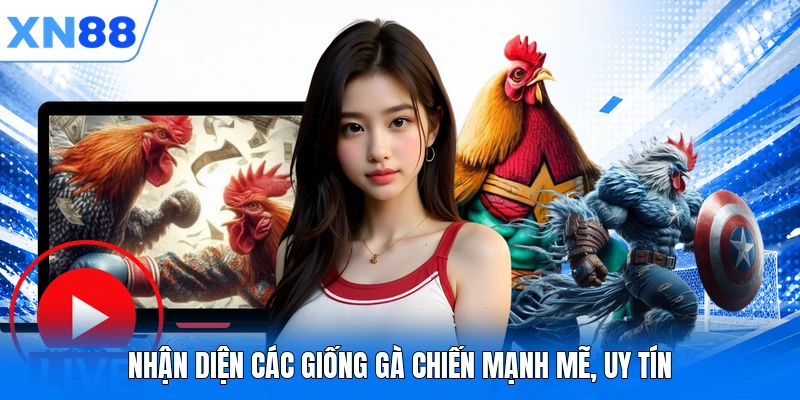 Nhận diện các giống gà chiến mạnh mẽ, uy tín